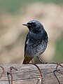 * Nomination Black redstart (Phoenicurus ochruros) at Ichkeul national parkI, the copyright holder of this work, hereby publish it under the following license:This image was uploaded as part of Wiki Loves Earth 2024. --El Golli Mohamed 21:13, 1 June 2024 (UTC) * Promotion  Support Good quality. --Remontees 22:54, 1 June 2024 (UTC)