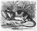 Water opossum or yapok (Chironectes minimus)