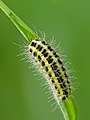 Paprastojo marguolio vikšras Zygaena lonicerae caterpillar