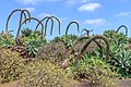 * Nomination Agave attenuata (Lion's tail), Museo Agrícola el Patio, Tiagua, Lanzarote --Llez 04:43, 7 July 2018 (UTC) * Promotion Good quality. -- Johann Jaritz 04:48, 7 July 2018 (UTC)