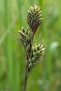 Carex buxbaumii