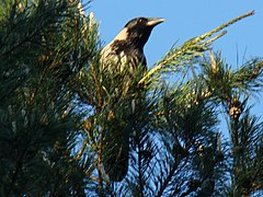 Hooded Crow-Mindaugas Urbonas-3.jpg