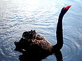 Swan in Gerlachov, Slovakia