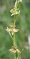 Ophrys insectifera deformed flowers