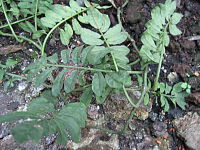 Solanum uleanum