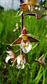 Epipactis palustris Germany - Dettenheim