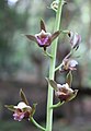 Eulophia spectabilis flowers