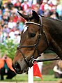 Snaffle variation called a boucher