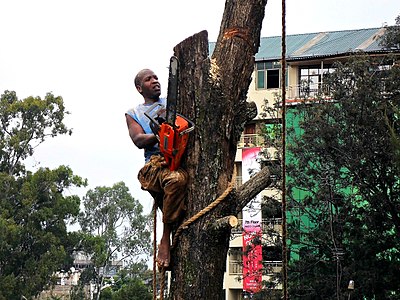 Felling trees in Parklands, Nairobi