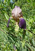 Iris squalens