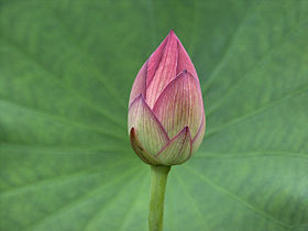 lotus (Nelumbo nucifera)