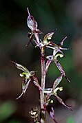 Acianthus exsertus Type species