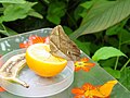 Butterflies feeding in Emmen Zoo, the Netherlands.