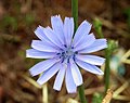 Image 83Blue flower of Chicorium intybus