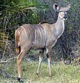 Okavango Botswana