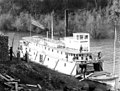 Steamboats could consume huge quantities of wood. Here, Mascot a typical steamboat of the Columbia River system, is "wooding up" at a wood lot alongside the river.