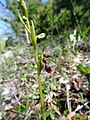 Ophrys insectifera Germany - Mosbach