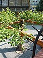 Pergola im Tiefgarten