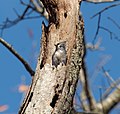 * Nomination Tufted titmouse sticking head out of a hole in a dead tree at the Pine Neck Sanctuary in East Quogue, New York --Rhododendrites 03:50, 16 November 2020 (UTC) * Promotion  Support Good quality. --XRay 04:53, 16 November 2020 (UTC)