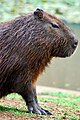 Capibara