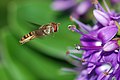 Image 94Hoverfly hovering