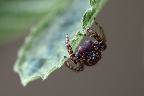 Male of a european jumping spider "Marpissa muscosa".About four fold magnification (ratio to sensor area). Munich (Germany)