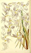 Schomburgkia lyonsii Laelia lyonsii