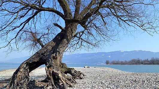 Mehrerauer lakefront, by Lochaufirst