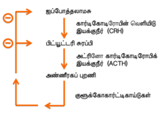 அட்ரினோ கார்டிகோடிரோபிக் இயக்குநீர் எதிர்ப்பின்னூட்டம்1.png