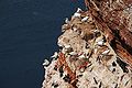 Northern Gannets and Common Guillemots at Helgoland