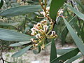 Hakea pandanicarpa