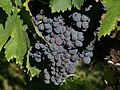 Montefalco Sagrantino grapes