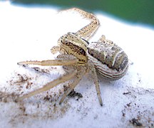 Xysticus cristatus male.jpg