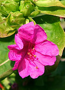 Mirabilis jalapa