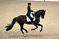 Dressage