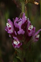 Castilleja exserta