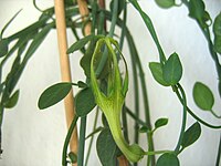 Ceropegia zeyheri