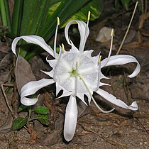 Pancratium zeylanicum (Rain flower)