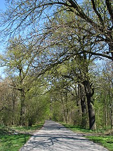 Dęby szypułkowe (Quercus robur)