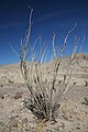 Anza-Borrego Desert State Park