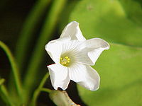 Oxalis arborea