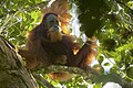 Deutsch: Tapanuli-Orang-Utan Pongo tapanuliensis (cat.)