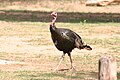 at Palo Duro Canyon State Park, Texas, USA