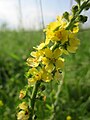 Agrimonia eupatoria (Gemeiner Odermennig)