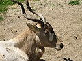 Louisville Zoo, Kentucky