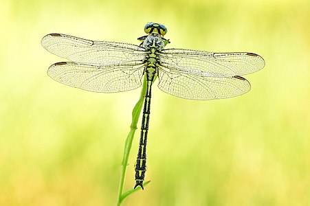 Gomphus flavipes (River Clubtail)