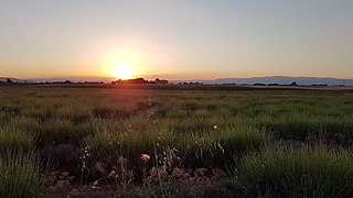 Coucher-de-soleil-plateau-Valensole-Provence-France.jpg