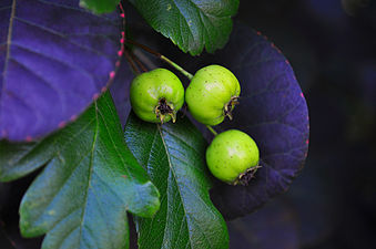 "Crab_Apples_(7101854741).jpg" by User:File Upload Bot (Magnus Manske)