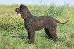 Thumbnail for File:Ierse Water Spaniel.jpg