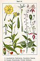 Figure from Deutschlands Flora in Abbildungen by J.G. Sturm